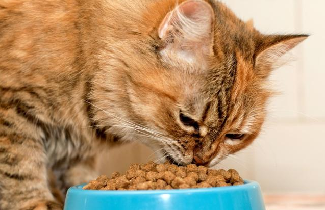 猫咪能吃什么零食