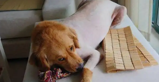 狗狗换毛期都剃了行不行