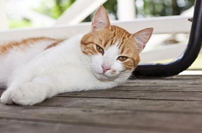 猫打喷嚏鼻子出血是什么原因 猫打喷嚏鼻子出血是什么原因