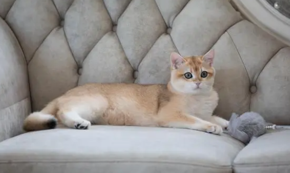 猫下巴有个洞流血流脓怎么办 猫下巴有个洞流血流脓怎么办