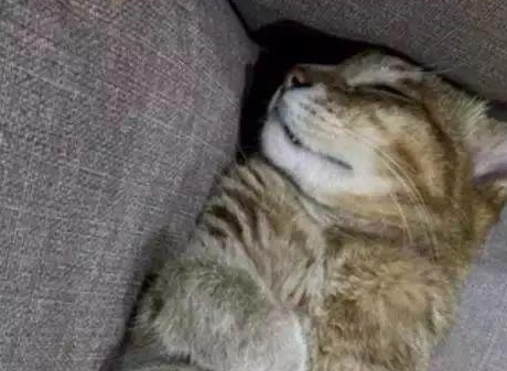 猫咪在睡梦中离世,主人整理猫砂盆时泪流不止:是你留下的心意吗 猫咪在睡梦中离世,主人整理猫砂盆时泪流不止:是你留下的心意吗
