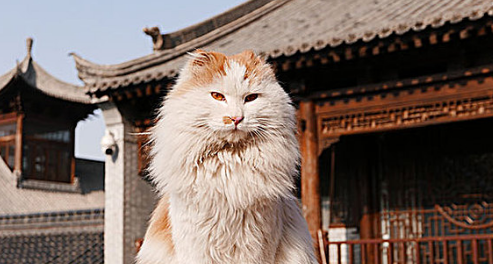 小猫软便带血怎么回事