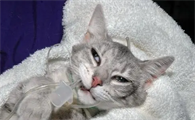 猫咪打喷嚏有清水鼻涕吃什么药