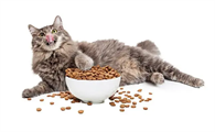 猫可以吃什么零食的东西