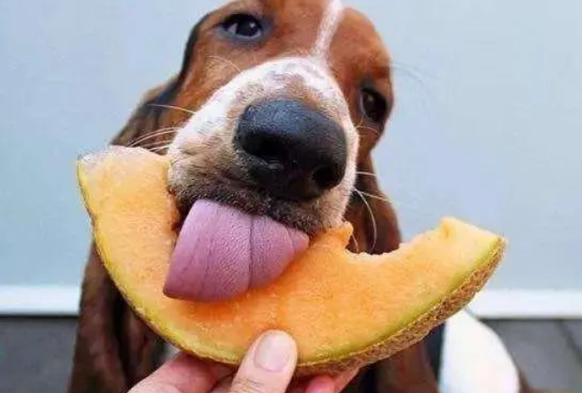 狗狗能吃什么水果1