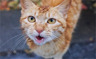 猫发出咕噜噜的声音是什么意思