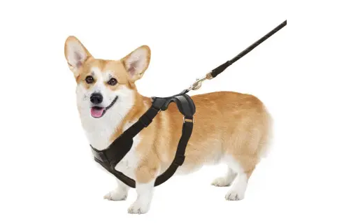 狗狗牵引绳多长比较好用