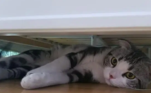 猫咪能吃太多零食吗?天天吃零食,会有这些危害 猫咪能吃太多零食吗?天天吃零食,会有这些危害