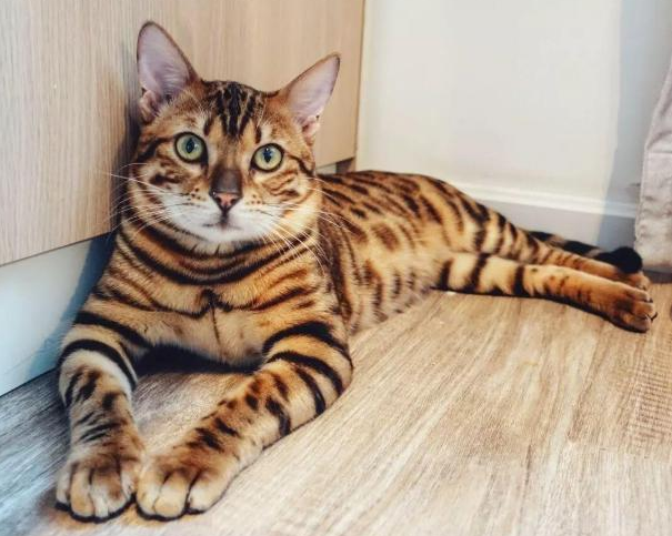 豹猫应该喂什么
