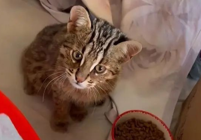 女子捡到只流浪猫，闺蜜：这并不是一般的猫