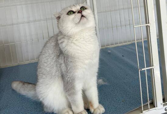 银渐层折耳猫一定会发病吗?看完你们就知道了