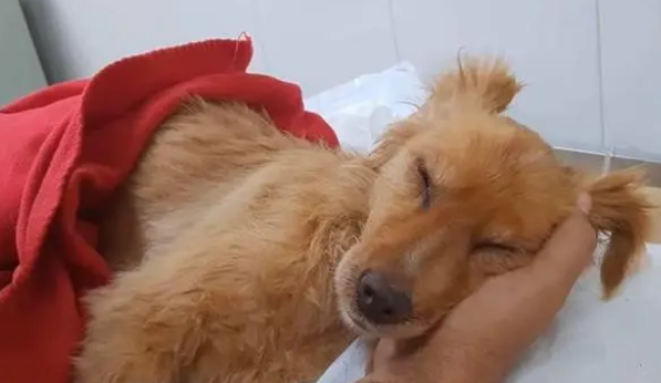 狗狗中毒身亡,男子途中看见一模一样的狗 狗狗中毒身亡,男子途中看见一模一样的狗