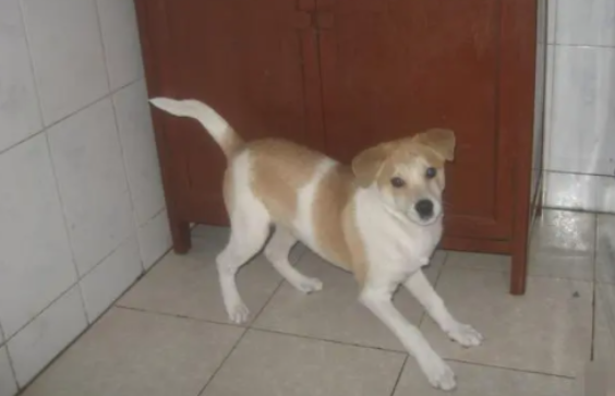 中华田园犬都有哪些品种，你绝对没听过