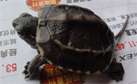 乌龟背上有黑色的斑点是什么东西啊
