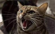 猫早上叫是怎么回事啊