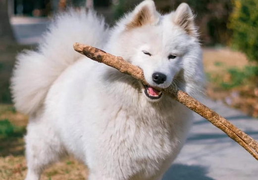 贵宾犬吃什么狗粮最好 贵宾犬吃什么狗粮最好
