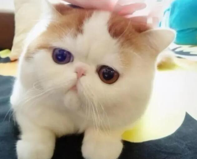 新手养加菲猫注意事项 新手养加菲猫注意事项