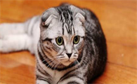 大猫总想骑小猫怎么办呢