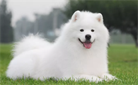 狗狗绝育好还是不绝育好呢