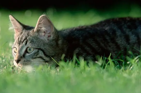 猫打喷嚏怎么办