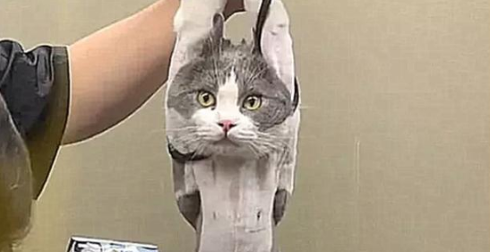 猫咪做绝育手术,兽医一直没动刀,走进手术室一看,没了尊严 猫咪做绝育手术,兽医一直没动刀,走进手术室一看,没了尊严