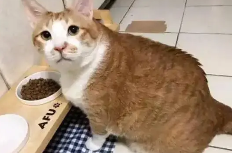 猫咪不吃猫粮怎么办？五招教你轻松解决