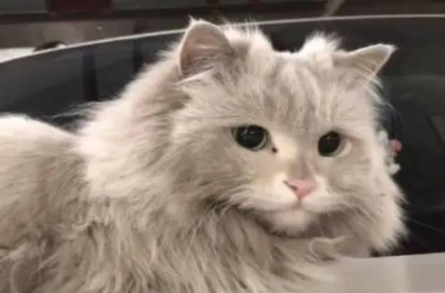 流浪猫全身脏兮兮的,但这气质,就是小公举 流浪猫全身脏兮兮的,但这气质,就是小公举