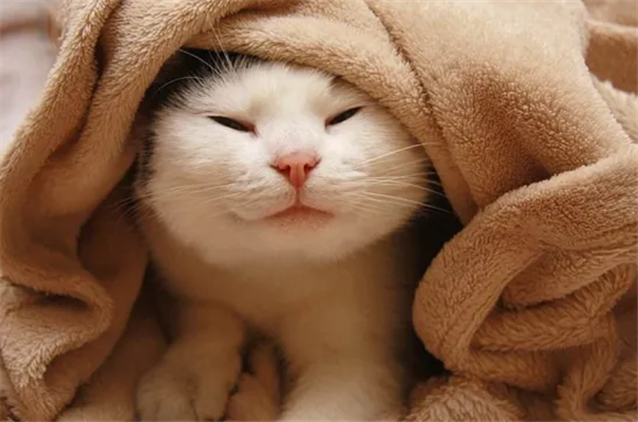 猫猫耳螨怎么办