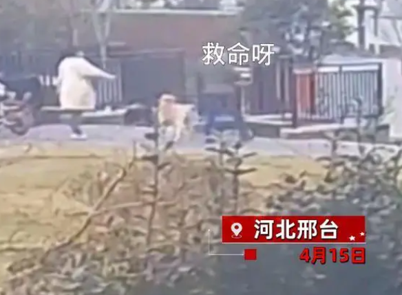 女子肉夹馍被狗抢惊吓驱赶,主人竟命令狗去咬女子