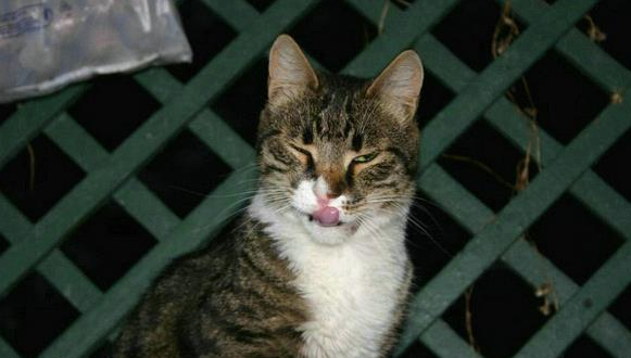 猫咪突然变得喜欢叫还粘人打呼噜