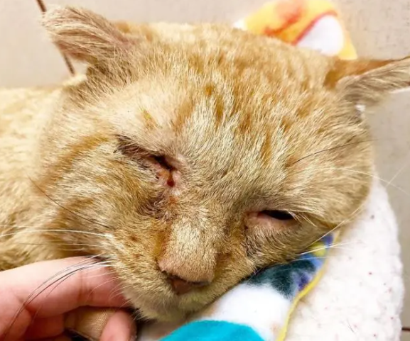 橘猫流浪6年,眼神沧桑,却“电”到好主人 橘猫流浪6年,眼神沧桑,却“电”到好主人