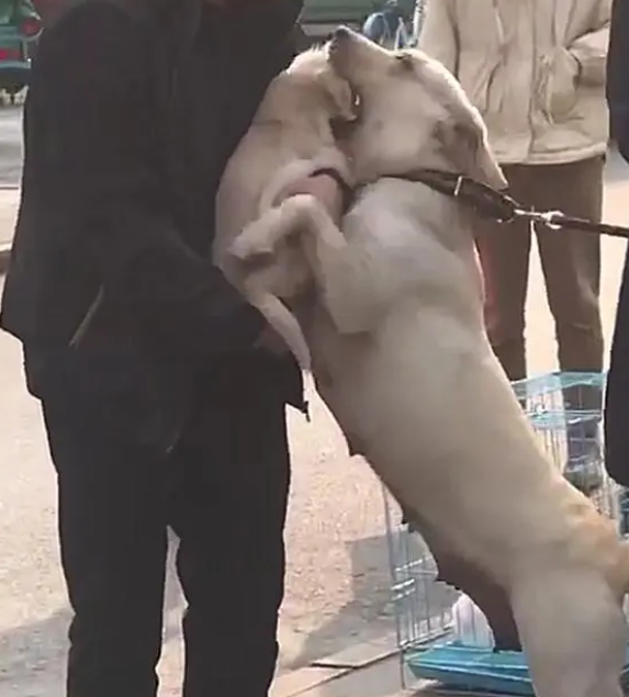 买了小狗后，转身离开时，狗妈妈竟扑了上来