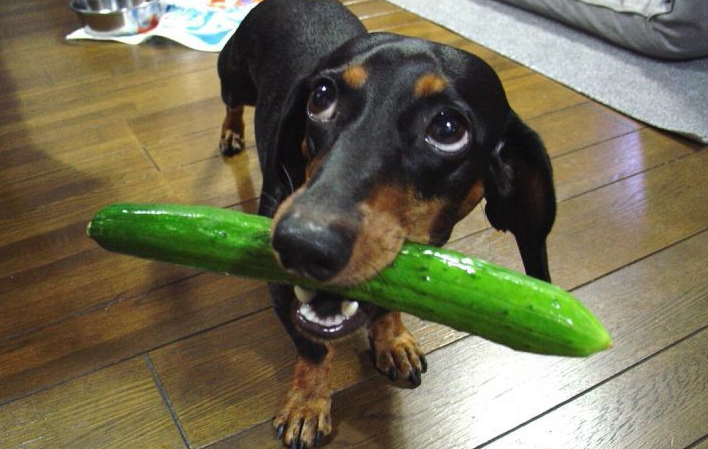 狗可以吃黄瓜吗1”