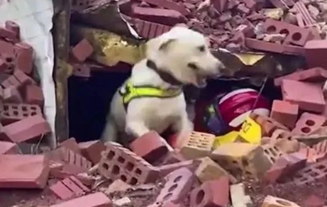 狗狗也内卷，这只拉布拉多“考编”成功！