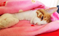 猫做完绝育后拉稀怎么回事