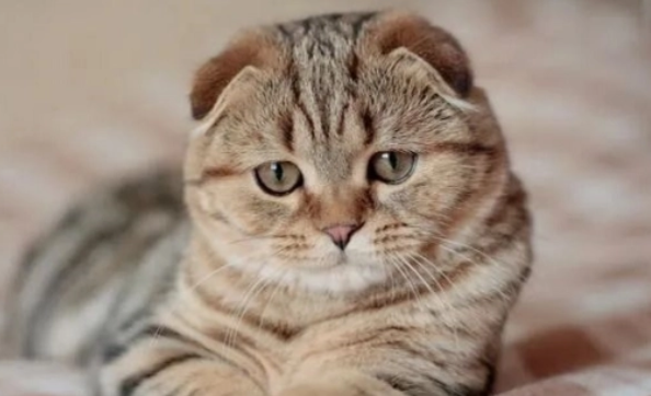 猫吃什么水果 猫吃什么水果