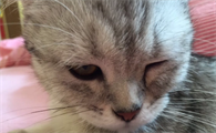 猫咪左眼睛睁不开怎么回事
