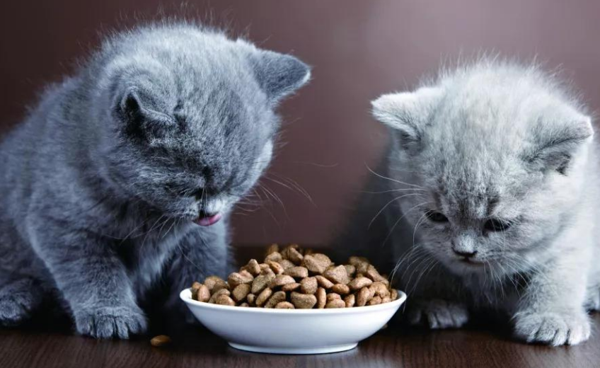 宠物猫可以吃什么零食 宠物猫可以吃什么零食