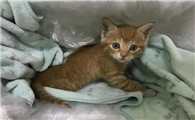 三个月小猫拉软便带血