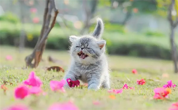 猫咪几个月做一次驱虫 猫咪几个月做一次驱虫