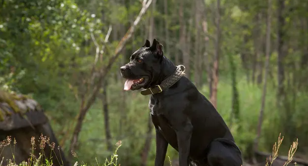 纯种的五黑犬能长多高