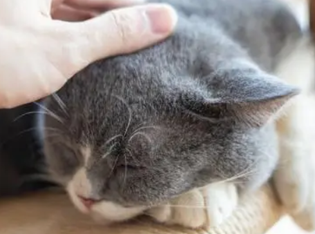 猫咪怀孕要注意事项有哪些