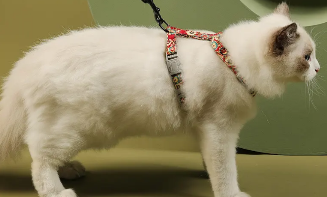 猫咪可以套牵引绳吗
