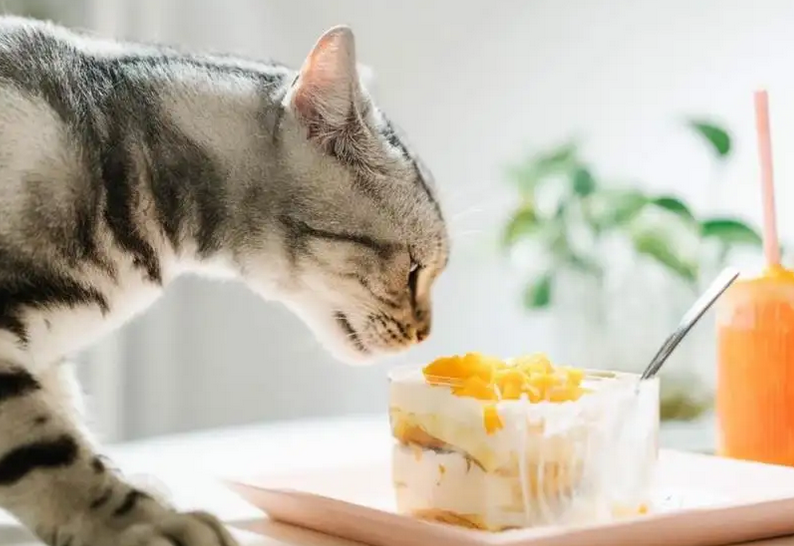猫咪怀孕吃什么比较好 猫咪怀孕吃什么比较好