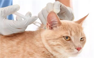 小猫怎么做驱虫的