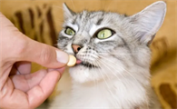 猫用什么驱虫药好一点