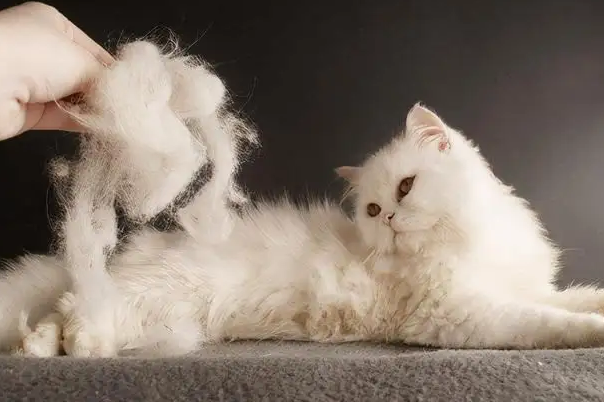 猫咪换毛期一般持续多长时间 猫咪换毛期一般持续多长时间