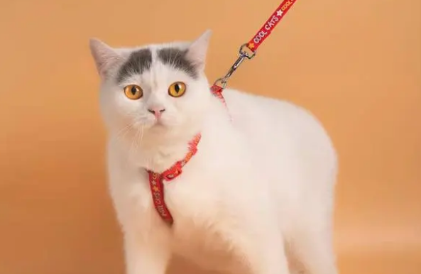 猫牵引绳怎么套