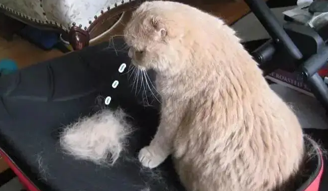 换季猫毛掉得厉害怎样处理