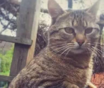 你家喵钻过的最小空间是什么？看看网友家的猫都奇葩到什么地步
